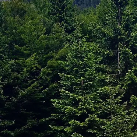 Forest View & Treehouses Luxury tent Valbone