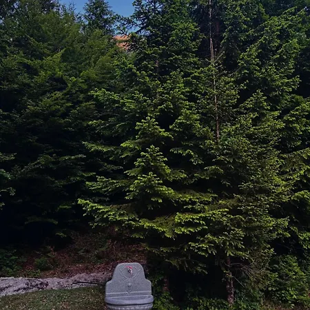 Forest View & Treehouses * ヴァルボナ